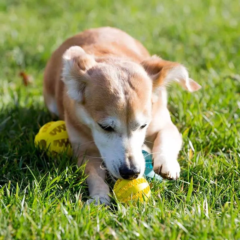 Pet Dog Toy Interactive Rubber Balls